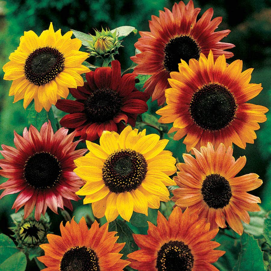 Large flowered sunflower mix offering landing space for butterflies