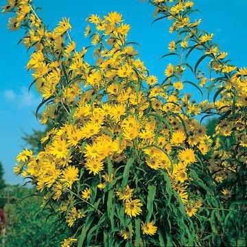 Prairie Wild Sunflower Seeds