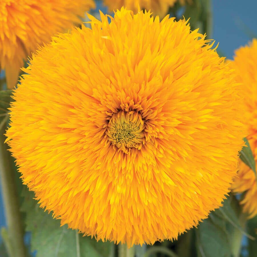 Double Sunking Sunflower Seeds