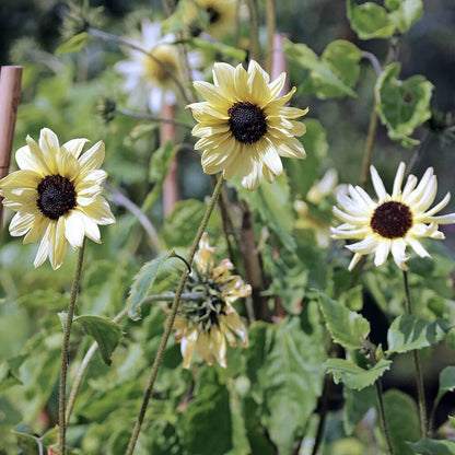 'Italian White' Sunflower Seeds