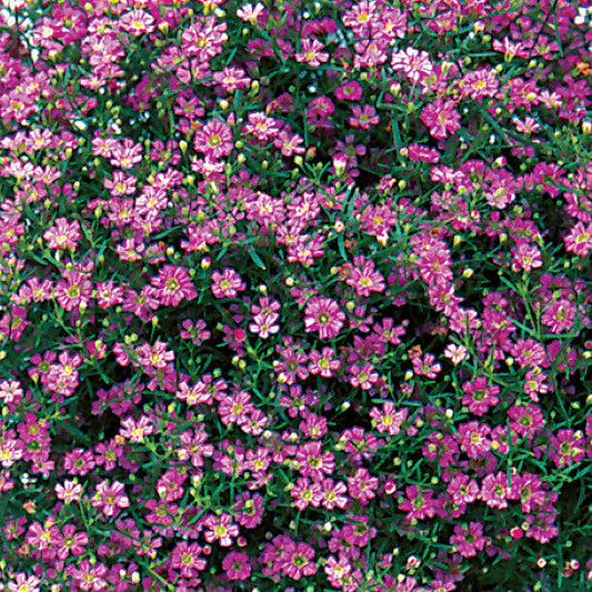 Gypsy Deep rose Hybrid Gypsophila Seeds