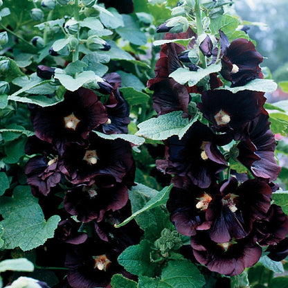 hollyhock seeds for planting Jet Black Hollyhock Seeds – Park Seed
