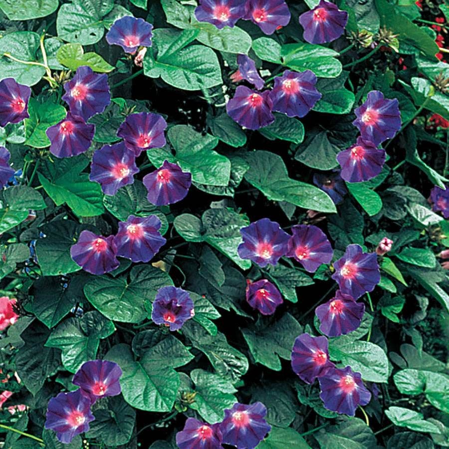 Star Of Yelta morning glory climbing a support for hummingbird cover