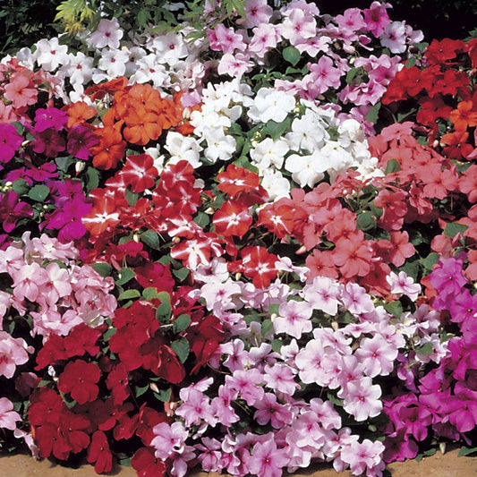 Accent™ Mix Hybrid Impatiens Seeds