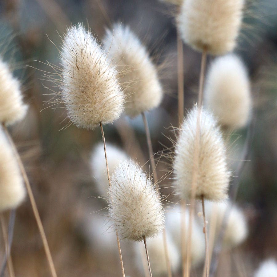 Bunny Tails Ornamental Grass Seeds