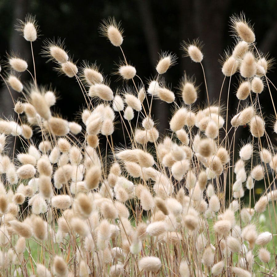 Bunny Tails Ornamental Grass Seeds