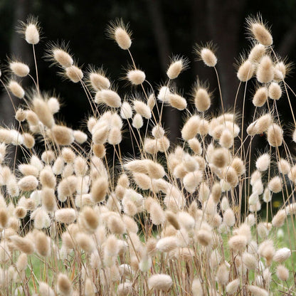 Bunny Tails Ornamental Grass Seeds