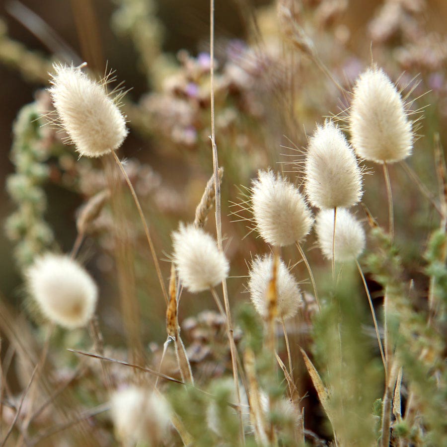 Bunny Tails Ornamental Grass Seeds