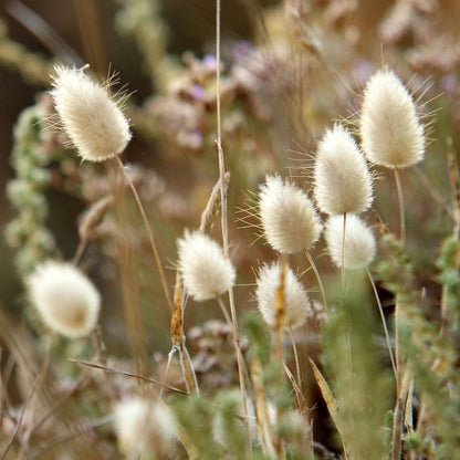 Bunny Tails Ornamental Grass Seeds