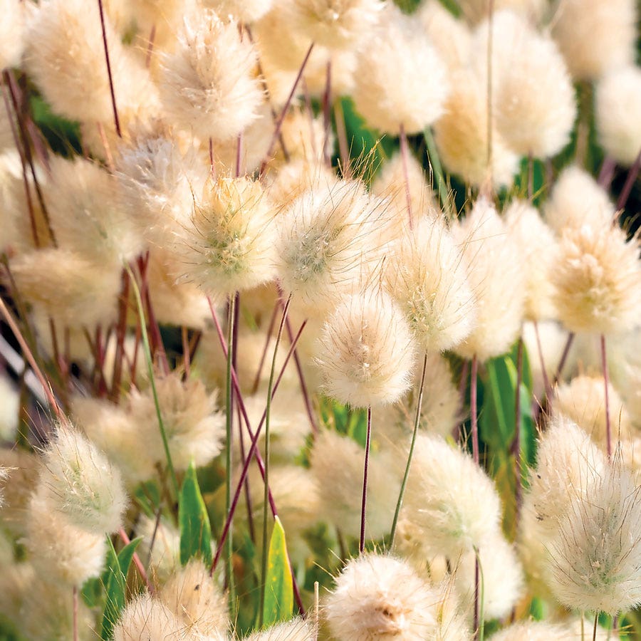 Bunny Tails Ornamental Grass Seeds