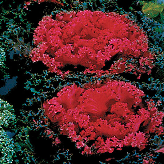 Nagoya Red Ornamental Kale Seeds