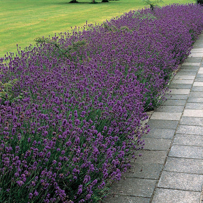 lavender munstead from seed Munstead Lavender Heirloom Seeds – Park Seed
