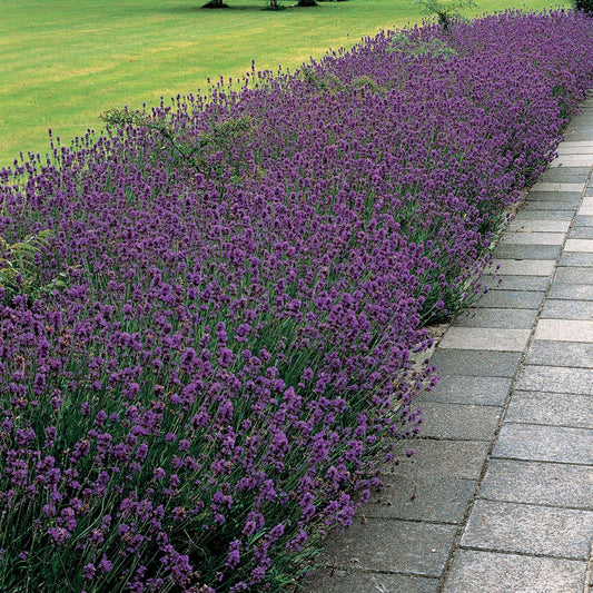 Munstead Lavender Heirloom Seeds