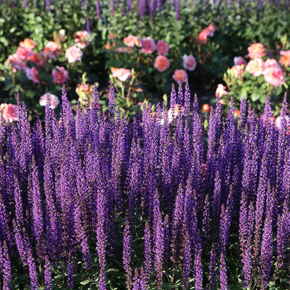 Munstead Lavender Heirloom Seeds