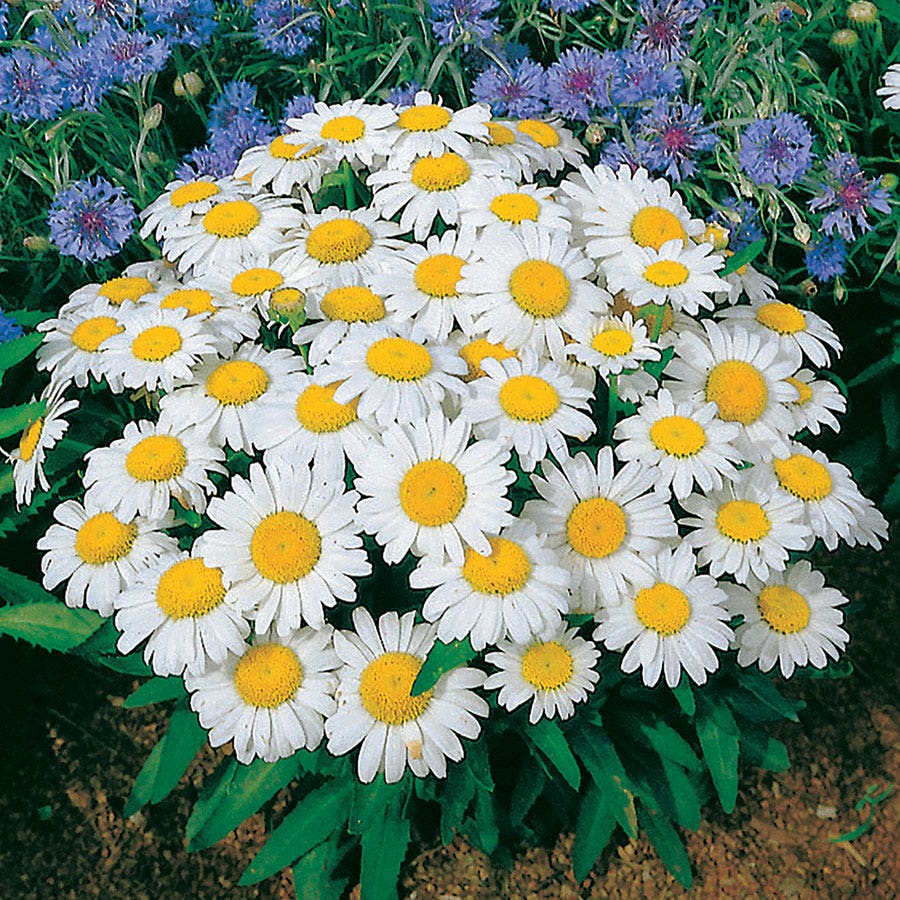 Snow Lady Shasta Daisy Seeds