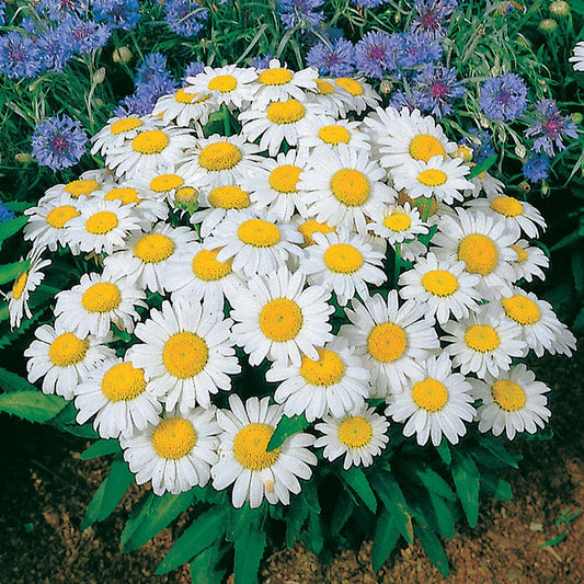 Snow Lady Shasta Daisy Seeds
