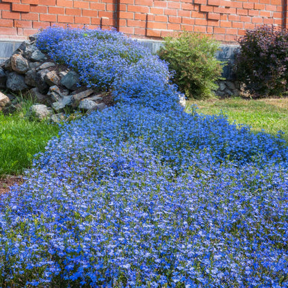 Fountain Blue Lobelia Seeds
