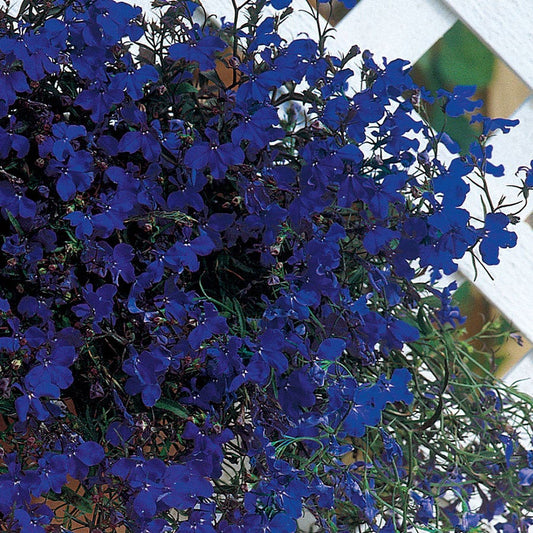 Regatta Midnight Blue Lobelia Seeds