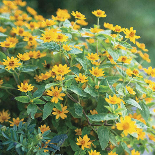 Derby® Melampodium Seeds