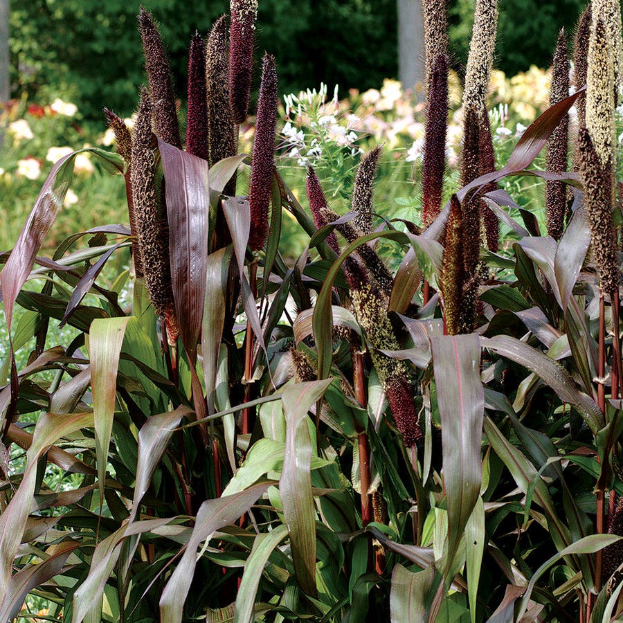 Jester Ornamental Millet Seeds