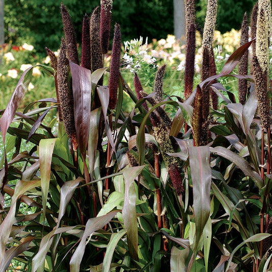 Jester Ornamental Millet Seeds