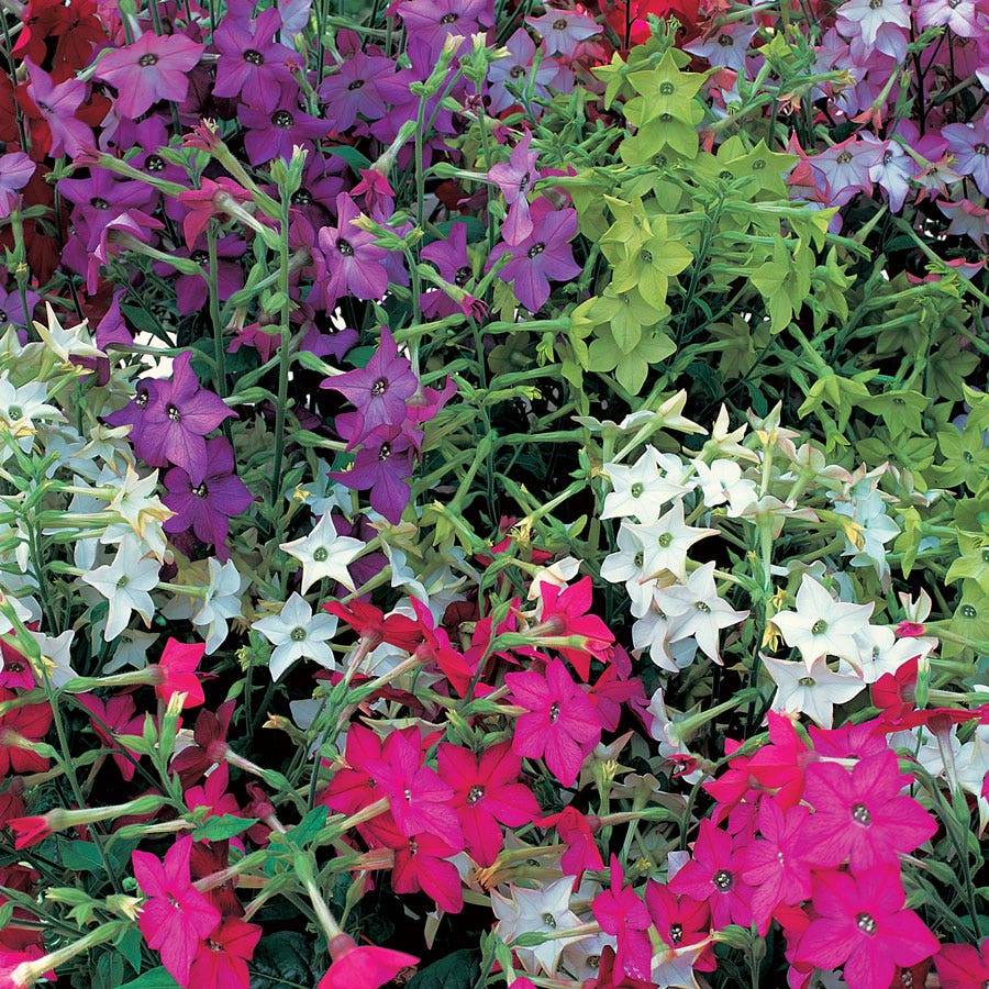 Perfume Hybrid Mix Flowering Tobacco Seeds