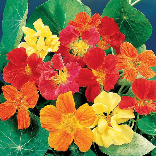 Whirlybird Mix Nasturtium Seeds