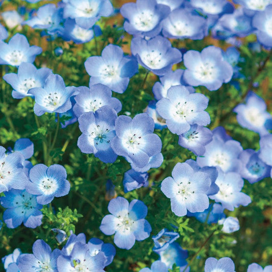 Baby Blue Eyes Seeds