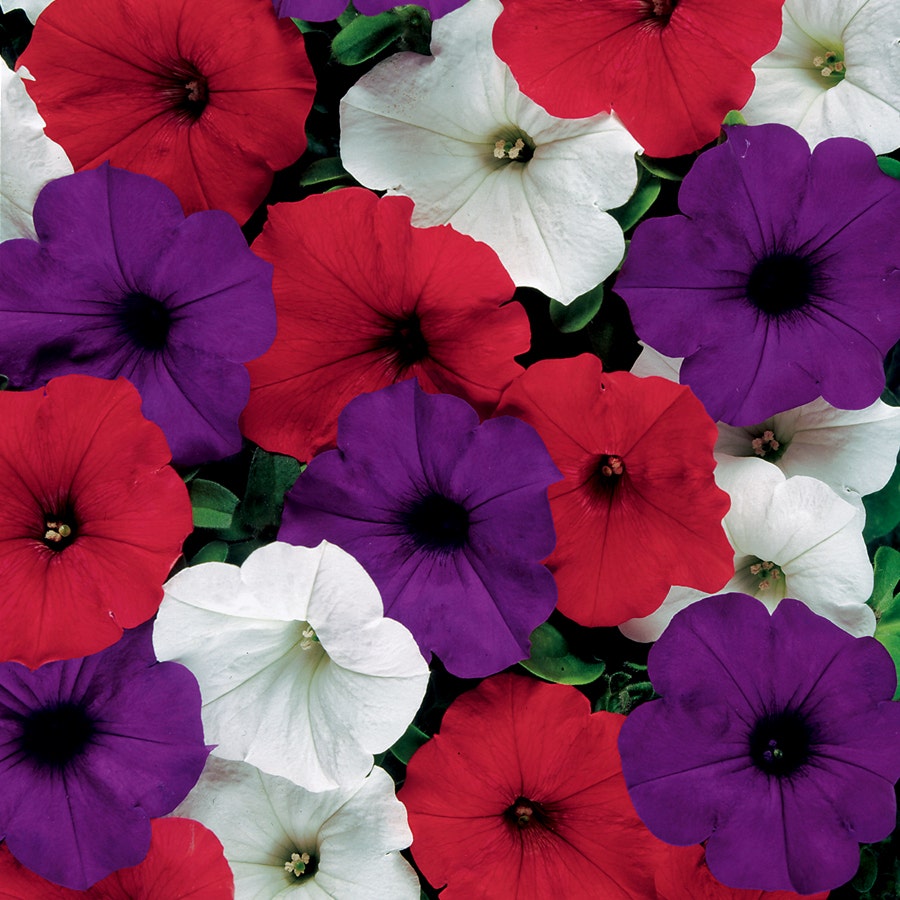 Easy Wave® The Flag Mix Petunia Seeds