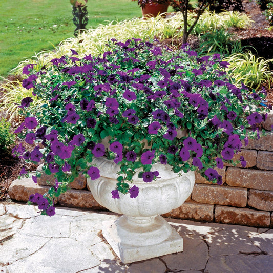 Wave® Blue Hybrid Petunia Seeds