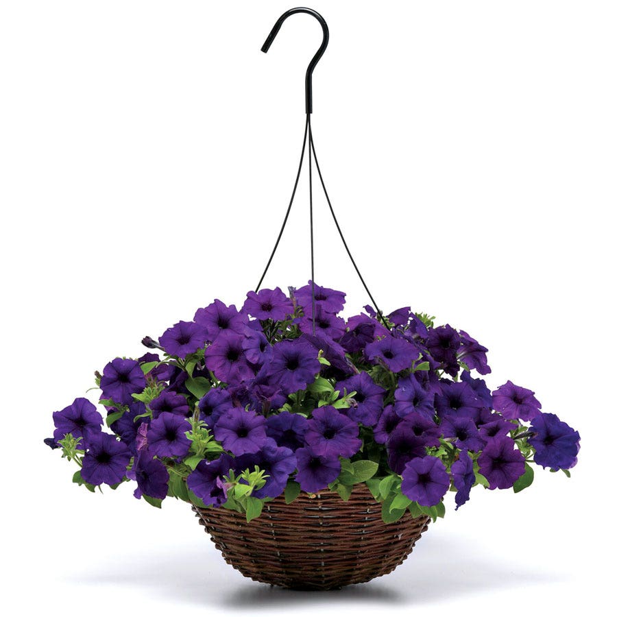 Wave® Blue Hybrid Petunia Seeds