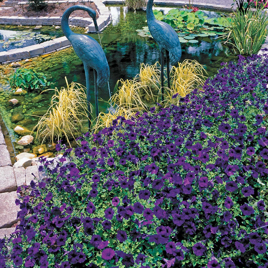 Wave® Blue Hybrid Petunia Seeds