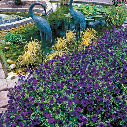Wave® Blue Hybrid Petunia Seeds