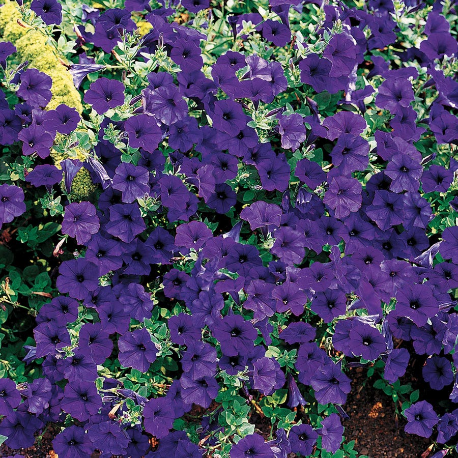 Wave® Blue Hybrid Petunia Seeds