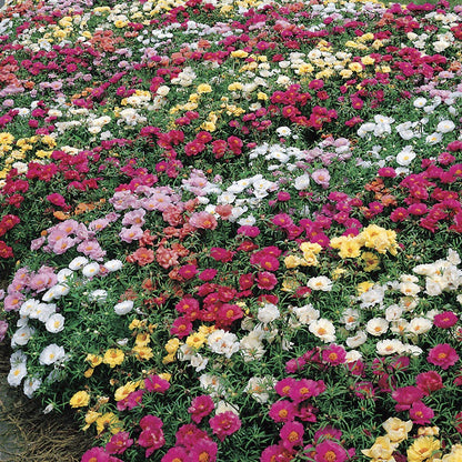 Sundial Mix Hybrid Moss Rose Seeds