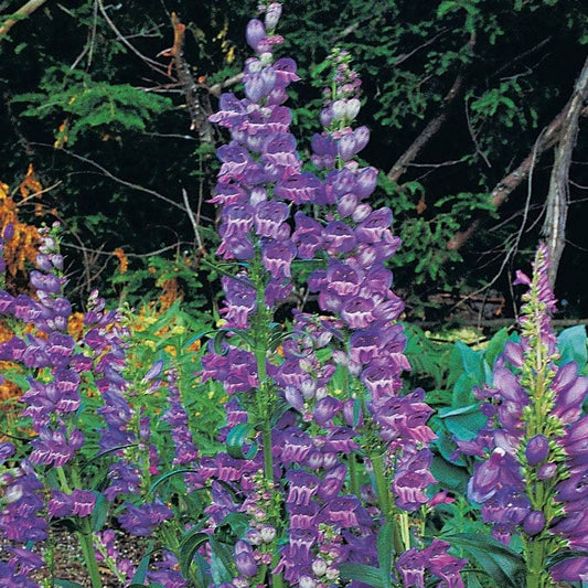 Rocky Mountain Penstemon Seeds