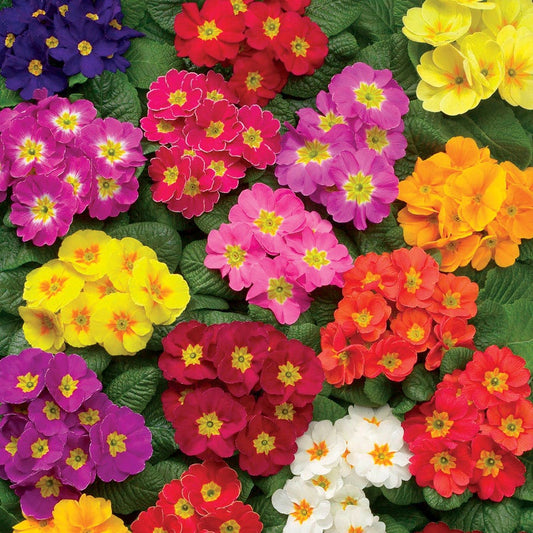 Danova Full Mix Hybrid Primula Seeds