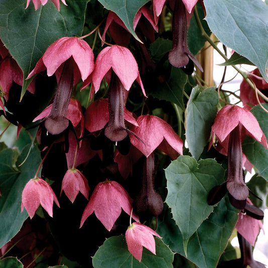 Purple Bell Vine Seeds
