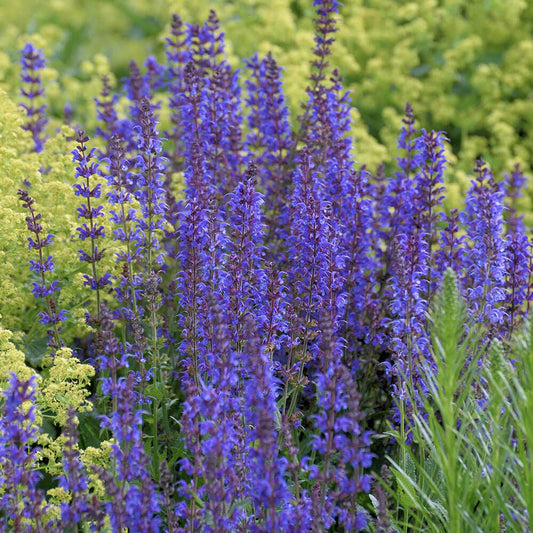 Blue Queen Salvia Seeds