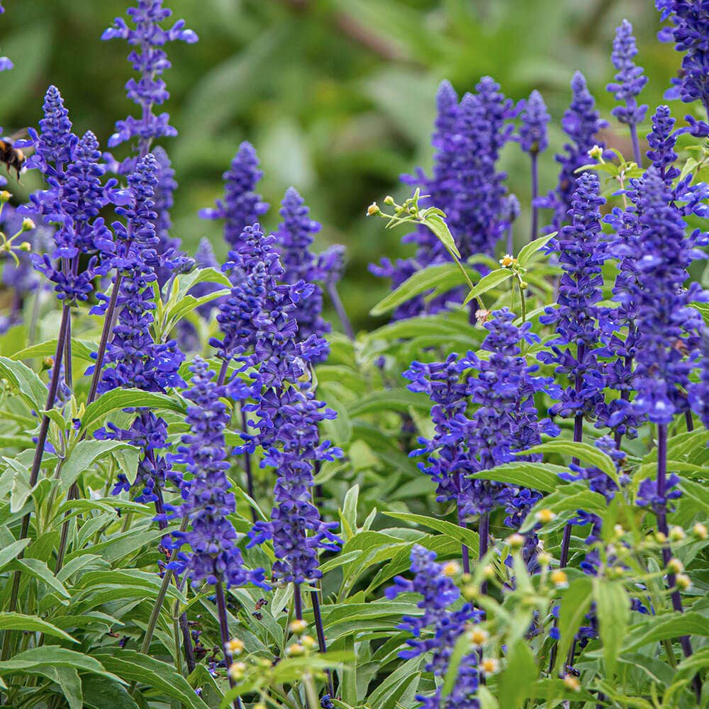 Blue Queen Salvia Seeds