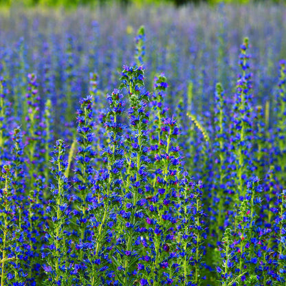Blue Queen Salvia Seeds