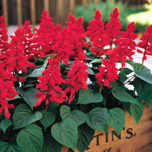 Vista™ Red Salvia Seeds