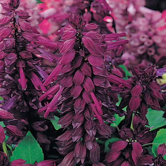 Vista™ Purple Salvia Seeds