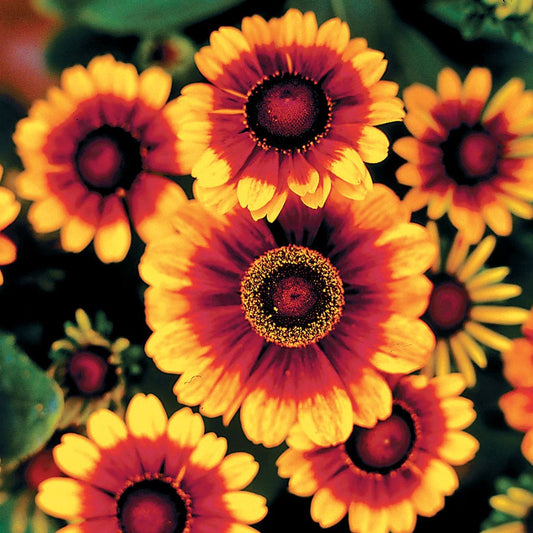 Toto® Rustic Rudbeckia Seeds
