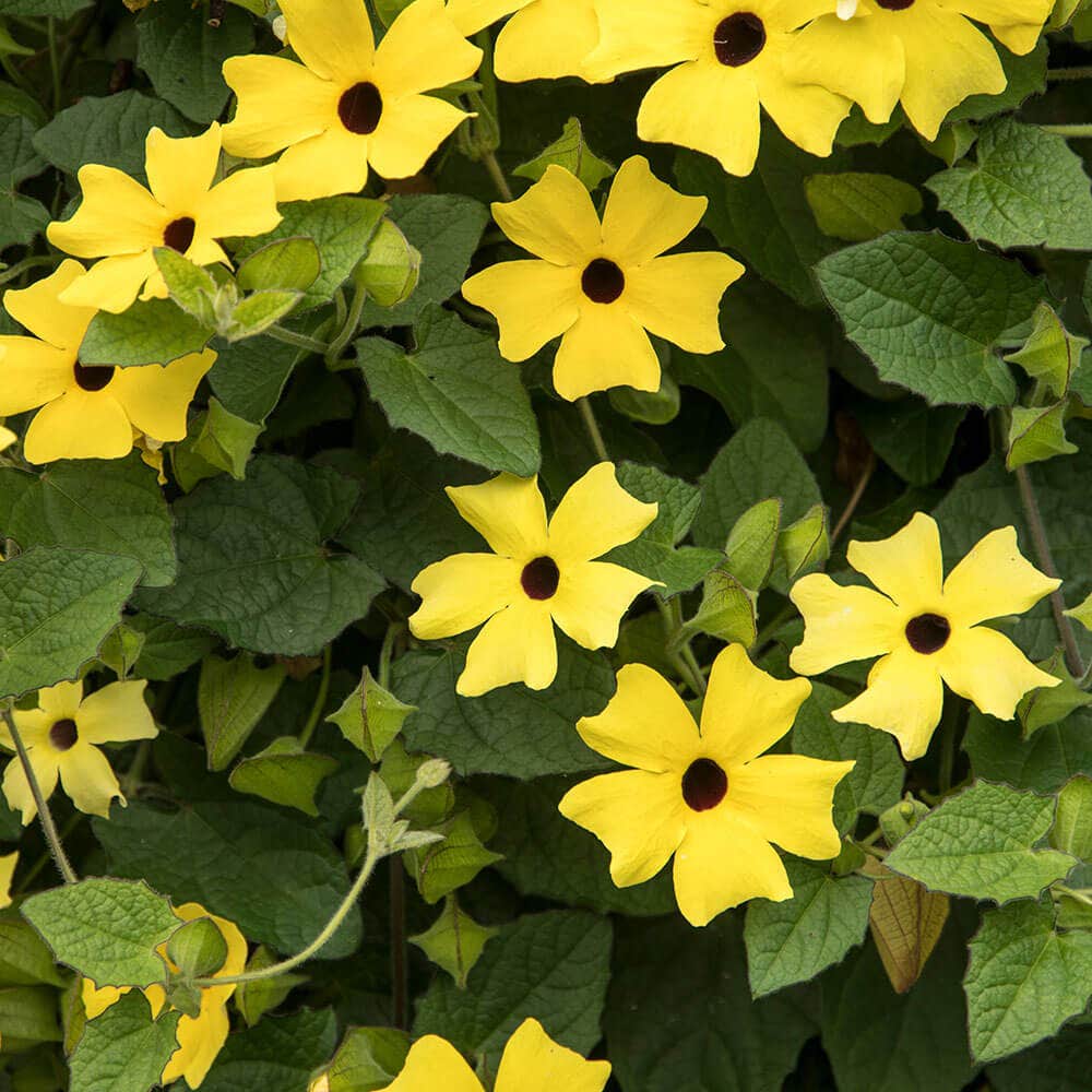 Black-Eyed Susan Vine Seeds