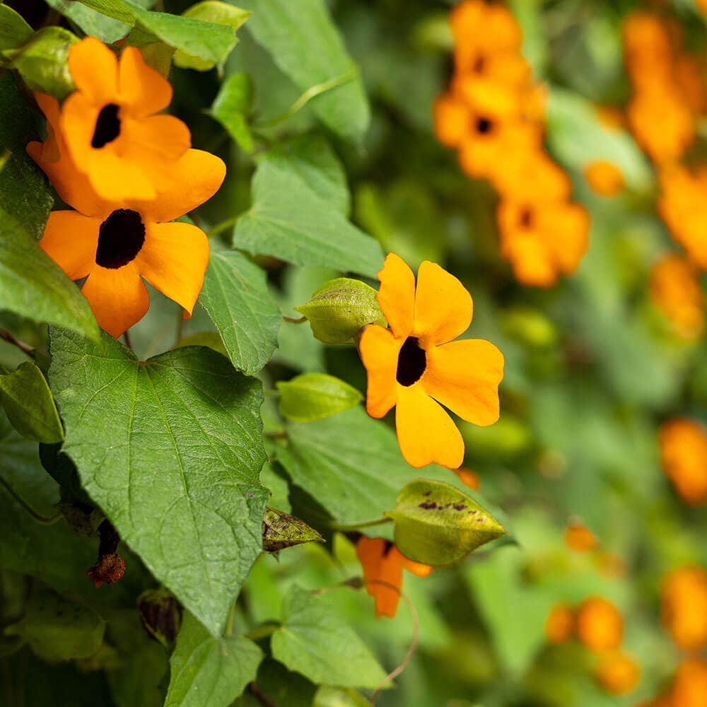 Black-Eyed Susan Vine Seeds