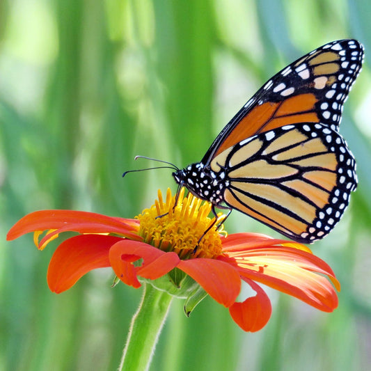 Fiesta del Sol Mexican Sunflower Seeds