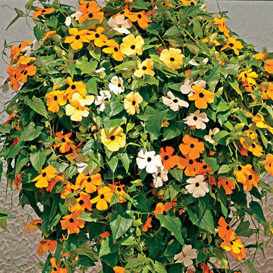 Susie™ Mix Black-Eyed Susan Vine Thunbergia Seeds