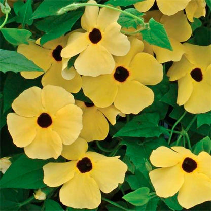 Susie™ Yellow Black-Eyed Susan Vine Thunbergia Seeds