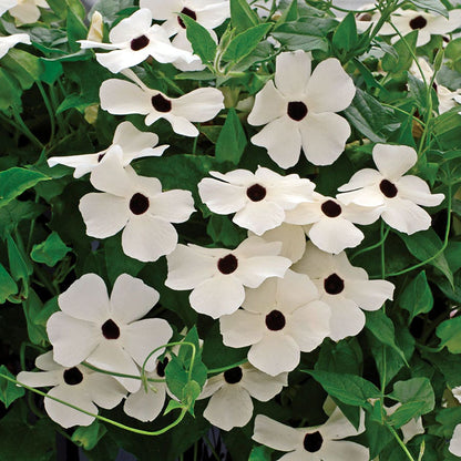 Susie™ White Black-Eyed Susan Vine Thunbergia Seeds